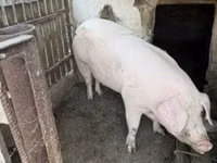 मादा सूअर — फ़ोटो 8