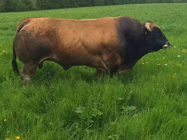 Toro, Partenaise cattle