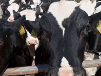Cow, Holstein breed — photo 7