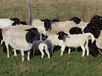 绵羊（批次，未指定性别）, Dorper sheep — 照片 1