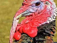 Turkeys — foto 1