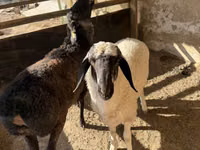 Carnero, Blackheaded Persian sheep — foto 4