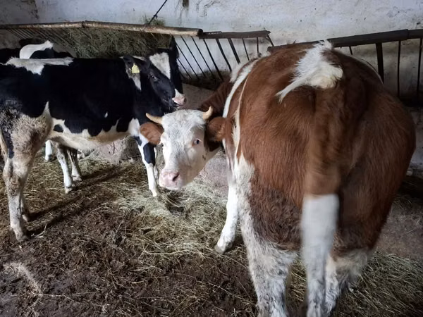 Cow, Simmental cattle