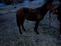 Horse (M), Tiger horse — photo 4