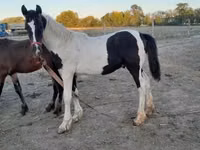 Hengst, Friesian — Foto 8