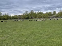 भेड़, Edilbay sheep — फ़ोटो 5
