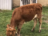 Kuh, Simmental cattle — Foto 1