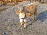 Bull, Swiss cattle — photo 2