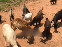 Cabras (lote, sexo no especificado), Cabras — foto 2