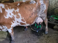 ثور, Russian Black pied cattle — الصورة 3