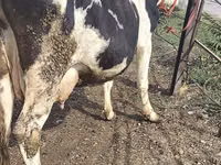Vaca, Raza Holstein — foto 7