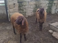 मेढ़ा, Blackheaded Persian sheep — फ़ोटो 2