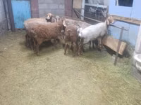 Oveja, Arashan sheep — foto 2