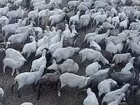 Oveja, Hampshire sheep — foto 2