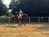 घोड़ा, Oldenburg horse — फ़ोटो 4
