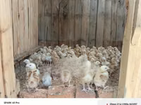 Chickens — photo 5