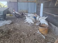 Gallina eslovena plateada — foto 5