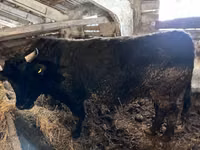 Bulle, Simmental cattle — Foto 8