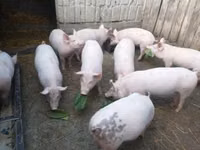 Cerdos (lote, sexo no especificado), Cerdos — foto 3