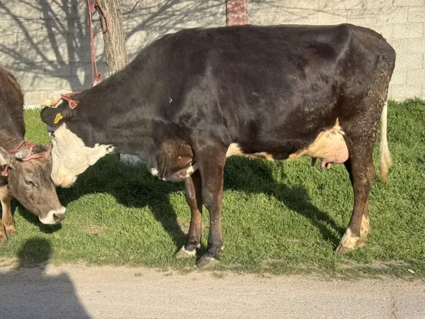 Cow, Cattle
