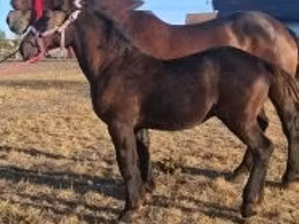 Hengst, Percheron
