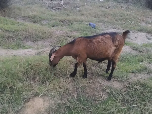 Goat, Goats