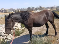 母马, Skyros Pony — 照片 1