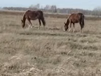 घोड़ी, Mugalzhar horse — फ़ोटो 1