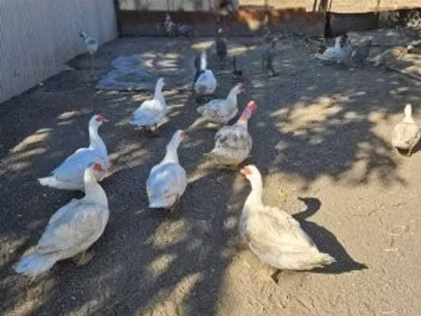 pato criollo doméstico