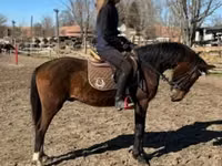 Horse (M), Hungarian horse breed — photo 3
