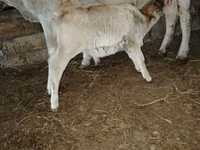 Cow, Cattle — photo 2