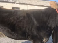 Vaca, Swiss cattle — foto 6