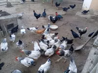Chickens — फ़ोटो 2