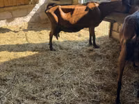 Goat, Italian Alpine goat — photo 4