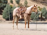 Hengst, Quarter Horse — Foto 7