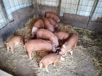 猪（批次，未指定性别）, Pigs — 照片 1