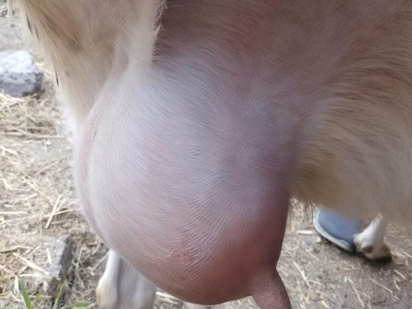 Goat, Saanen goat