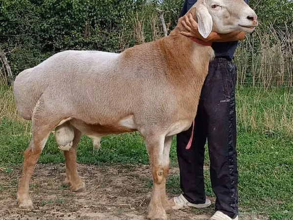 Ram, Sheep