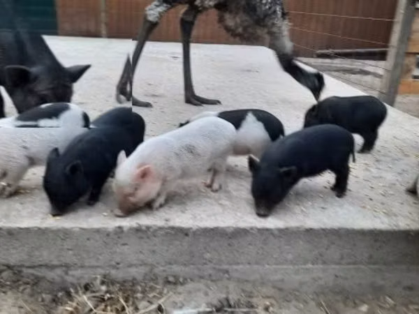 Boar, 