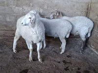 母羊, Merino sheep — 照片 3