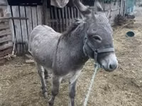 Caballo, Caballos — foto 2