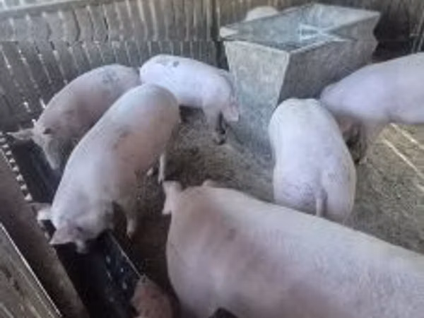 Sow, Pigs
