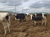 Kuh, Russian Black pied cattle — Foto 7