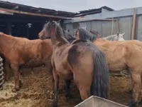 Yegua, Kazakh horse — foto 3