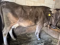 بقرة, Swiss cattle — الصورة 1