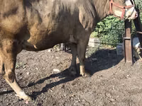 Cow, Alatau breed — photo 6