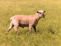 Ram, Shroshire sheep — photo 3