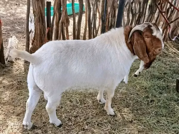 Cabra, Boer goat