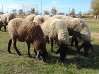 भेड़, Tsigai sheep — फ़ोटो 1
