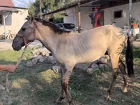 Horse (M), Tiger horse — photo 6